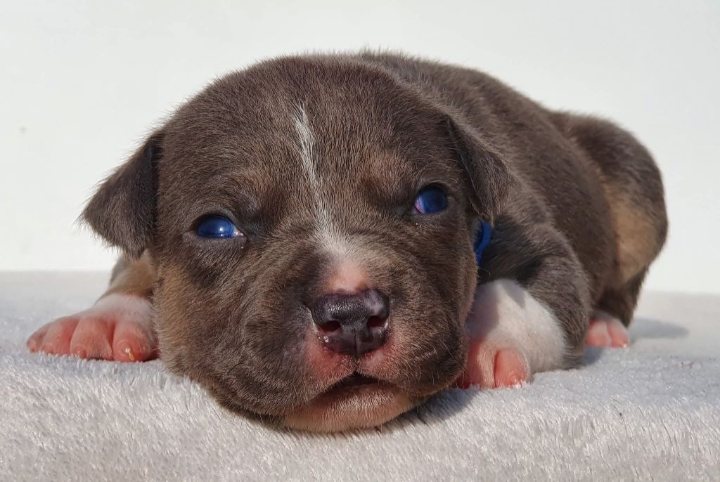 Of Ghost's Empire - Chiots disponibles - American Staffordshire Terrier