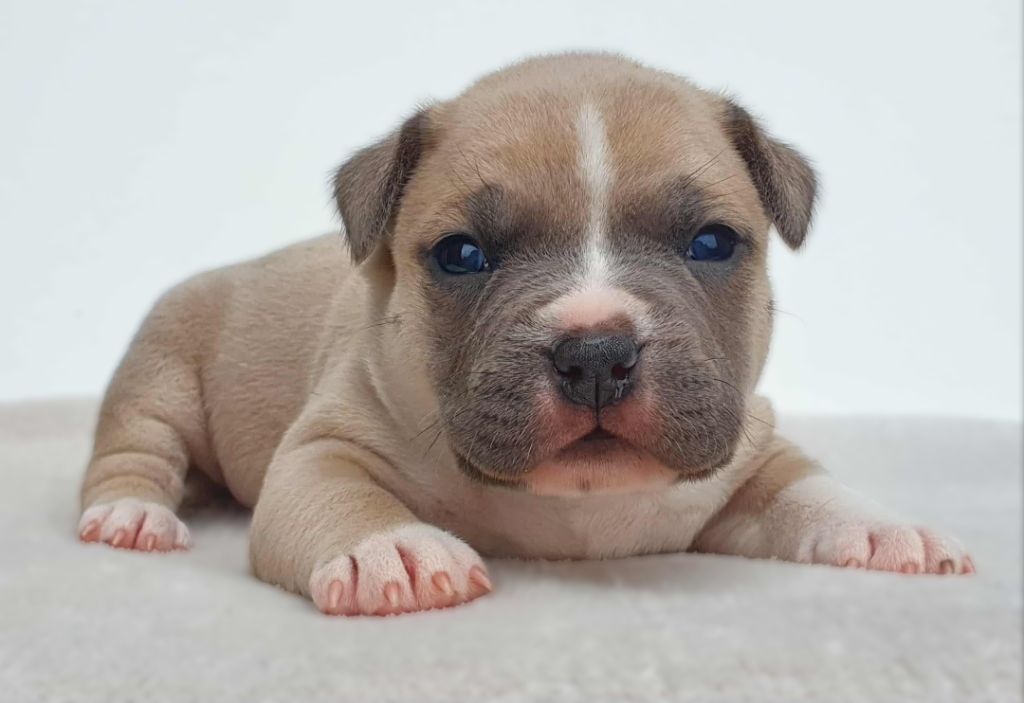 Of Ghost's Empire - Chiots disponibles - American Staffordshire Terrier