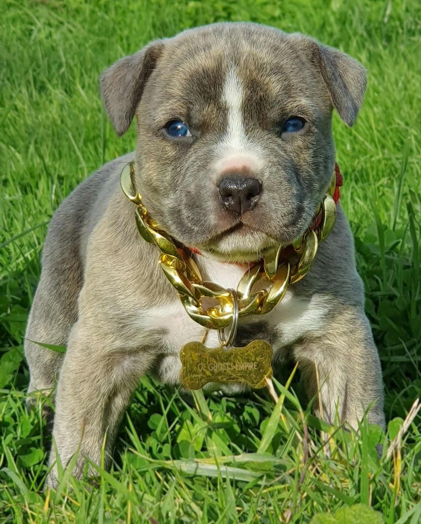 Of Ghost's Empire - Chiots disponibles - American Staffordshire Terrier