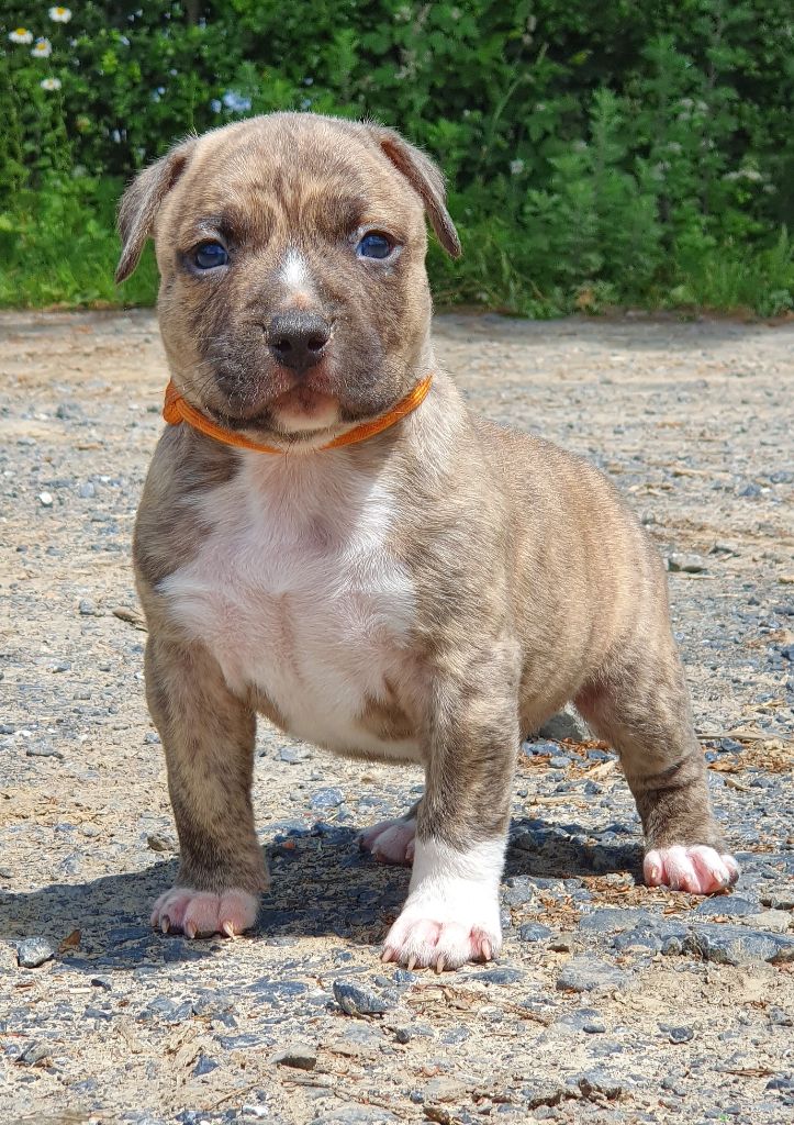 Of Ghost's Empire - Chiots disponibles - American Staffordshire Terrier