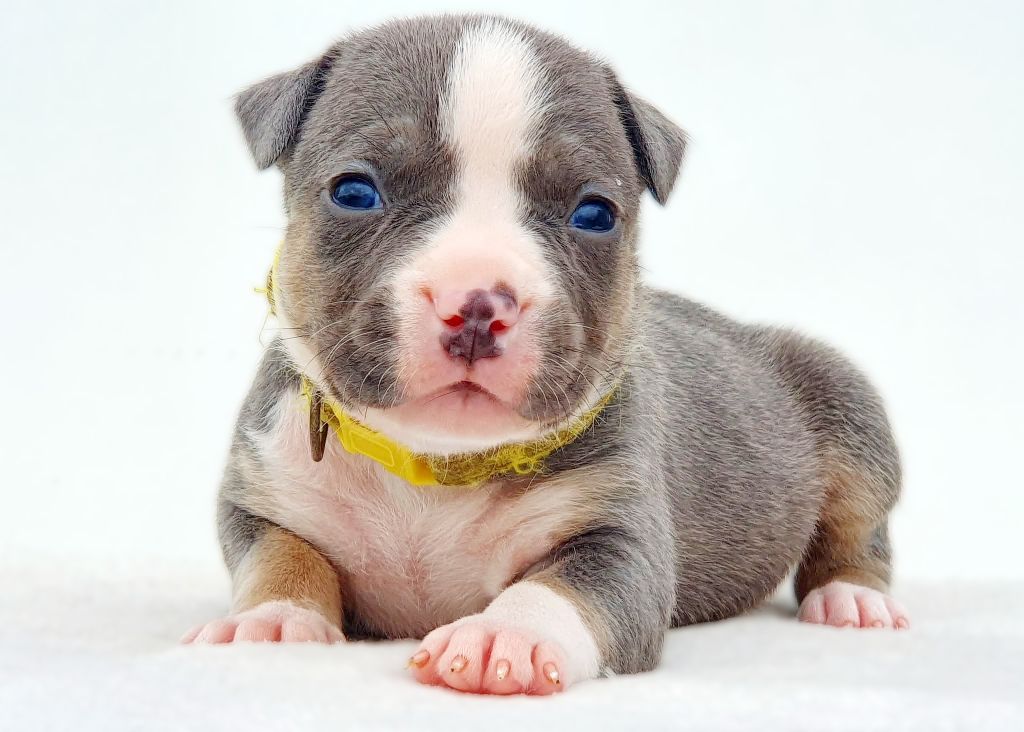 Of Ghost's Empire - Chiots disponibles - American Staffordshire Terrier