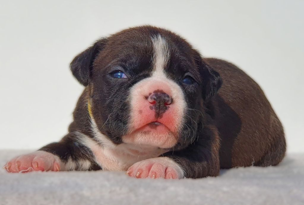 Of Ghost's Empire - Chiots disponibles - American Staffordshire Terrier