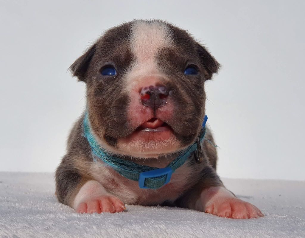 Of Ghost's Empire - Chiots disponibles - American Staffordshire Terrier